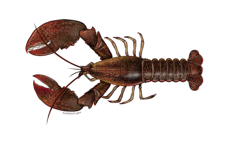 Commission enacts rule to trigger increase in minimum lobster size