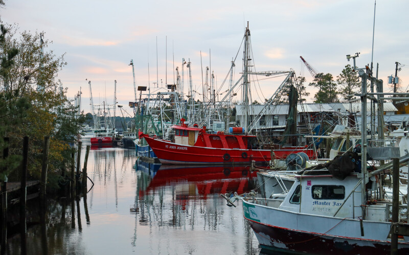 Gulf shrimp landings data showing rebound in Louisiana and decline in Texas