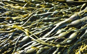 Maine rockweed (seaweed)