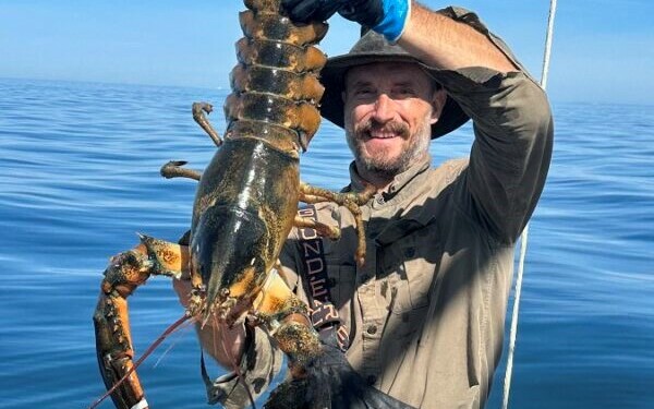 Large lobster off from the Gulf of Maine held by Mike Packard of the F/V J&J. Photo Courtesty of Mike Packard