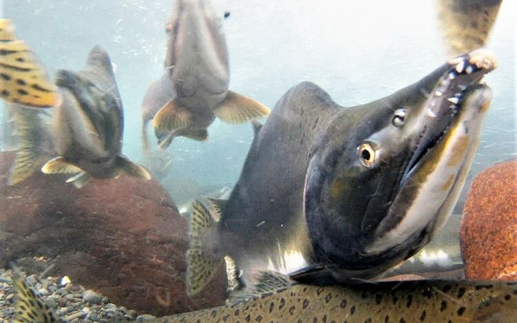 Alaska salmon LIVE UPDATES: Overall salmon harvest 17% above last year's