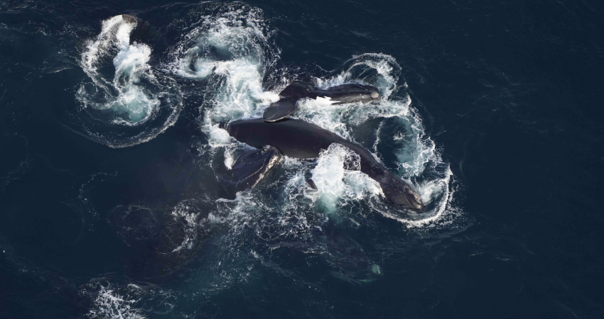 North Atlantic right whales clustered in New York Bight | National ...