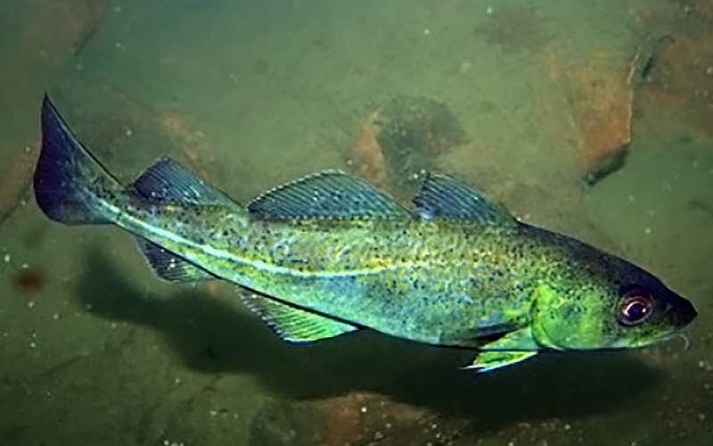 Cod swimming. Courtesy of NOAA Fisheries