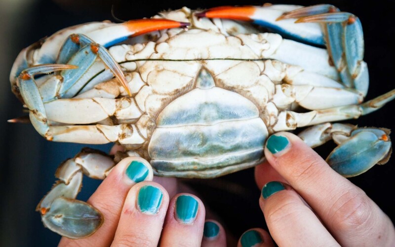 Hands holding up a blue crab