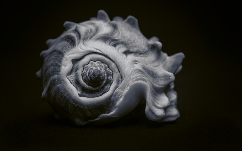 Conch shell in black and white. Whelk fishing is to launch in eastern Nova Scotia next year.