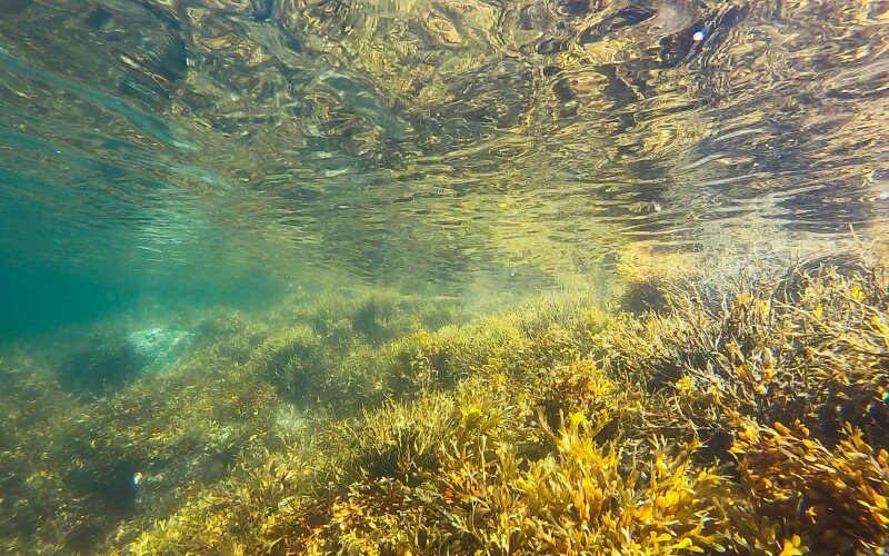 Kelp forest off from the coast of California