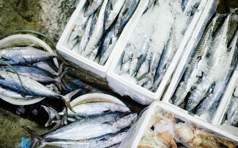 Different species of fish in totes with ice