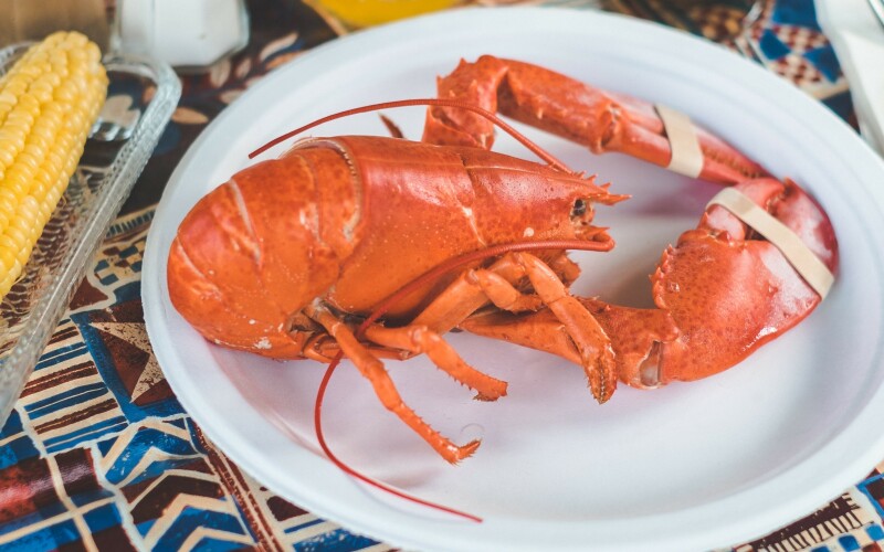 Photo of a steamed lobster on a paper plate.