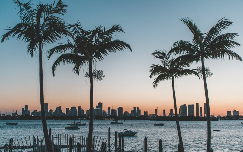 Palm trees silhouette in sunset of Florida city.