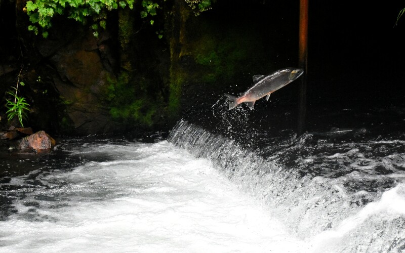 Fish jumping out of running rapids