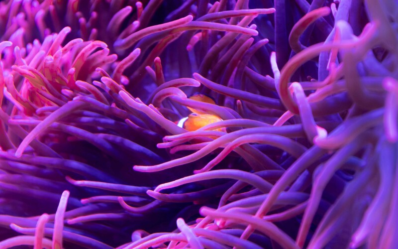 Orange fish in purple reef