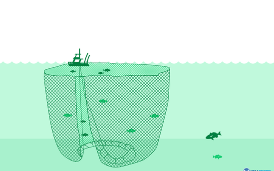 Purse seine. Courtesy of NOAA Fisheries