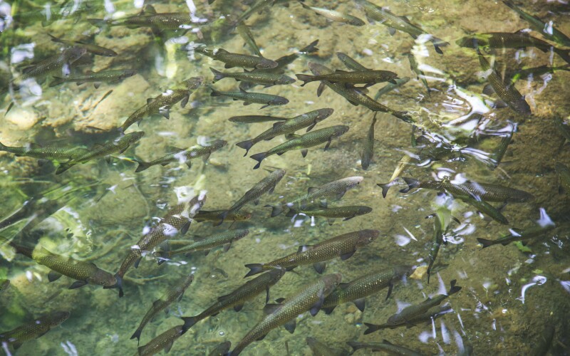School of fish swimming in a river