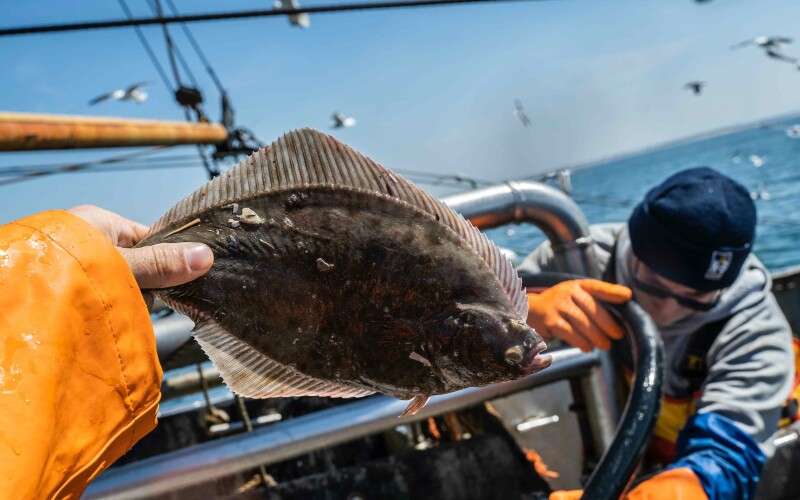 Small flounder in fisherman's hand on boat