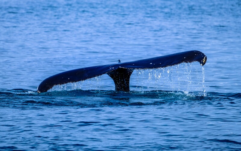 https://www.pexels.com/photo/photo-of-whale-tail-surfaces-above-water-464376/