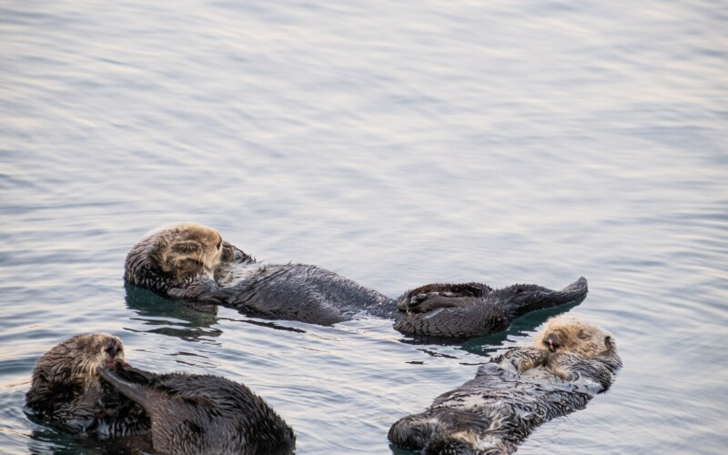 Calif. fishermen skeptical about reintroducing sea otters