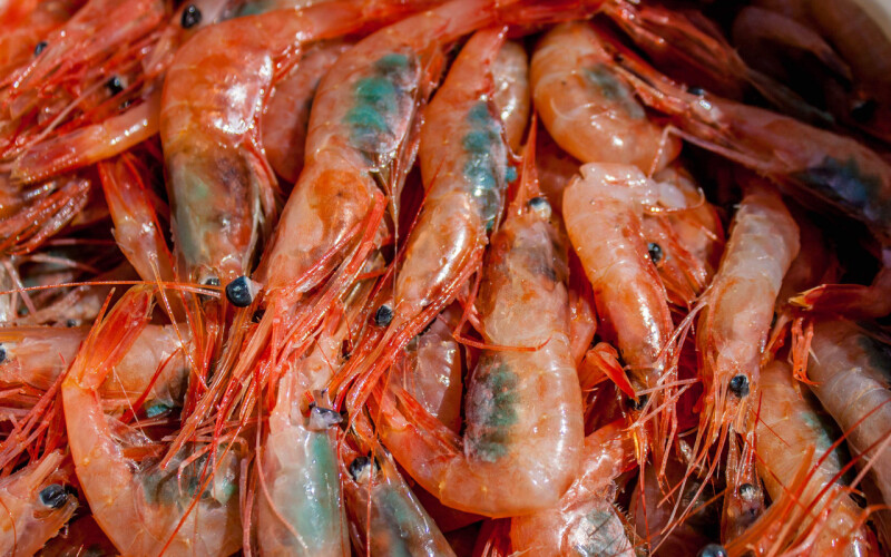 Pink shrimp. Courtesy of NOAA Fisheries
