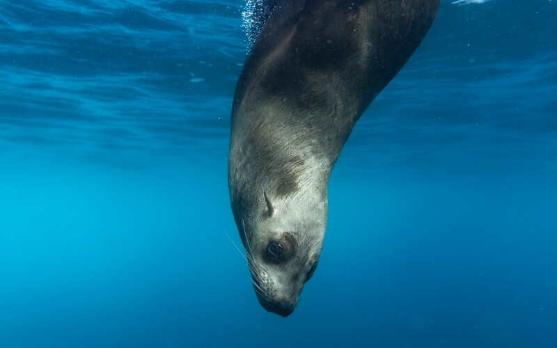 NOAA ups reward in Stellar sea lion deaths | National Fisherman