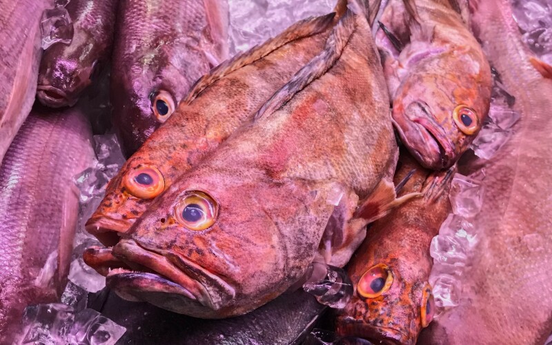 Red fish laying on ice in fish market