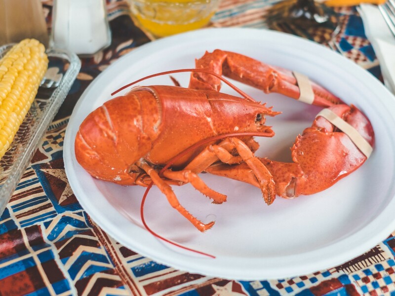 Photo of a steamed lobster on a paper plate.
