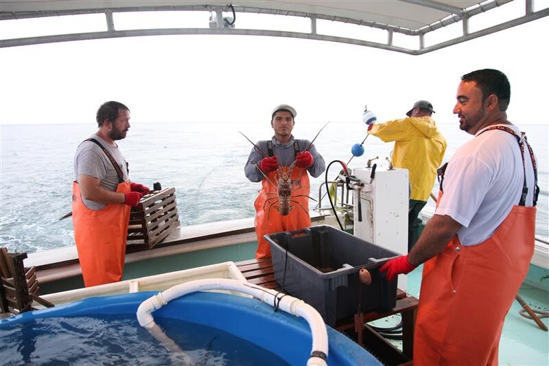 Florida spiny lobster season closes, four-month spawning pause begins