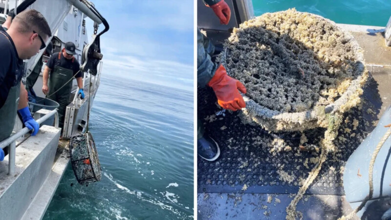 Dungeness crab permits suspended over abandoned traps