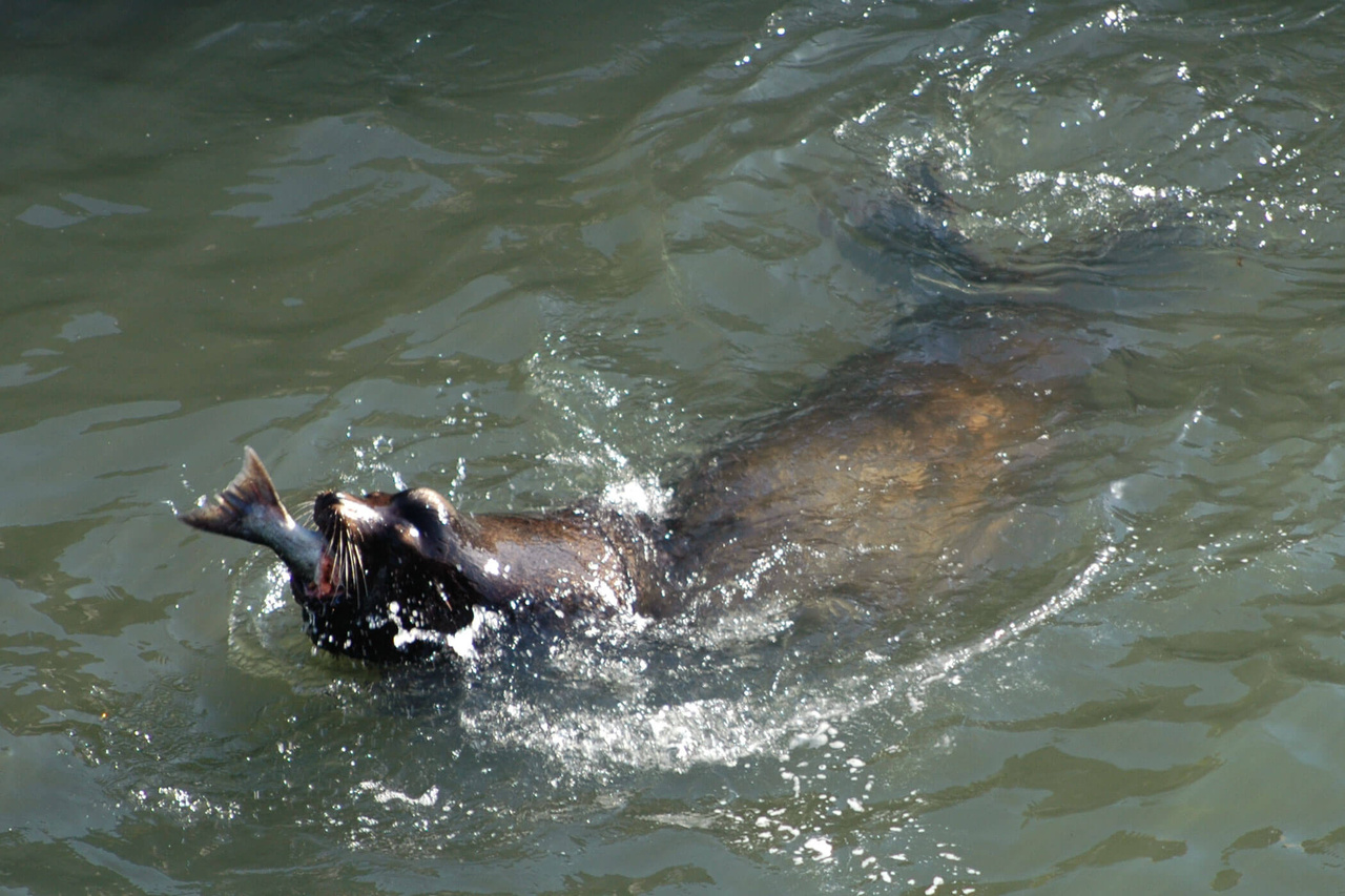 Officials return 'exhausted' wayward sea lion to Columbia River