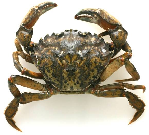 Invasive green crabs find new home in Gulf of Maine | Commercial ...