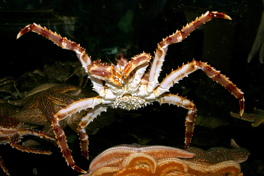 Partial shutdown of crab fishing season considered to protect