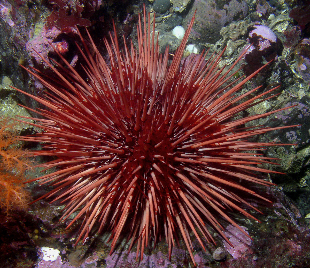 Pacific urchins: Covid delayed purple urchin removal, but hope as