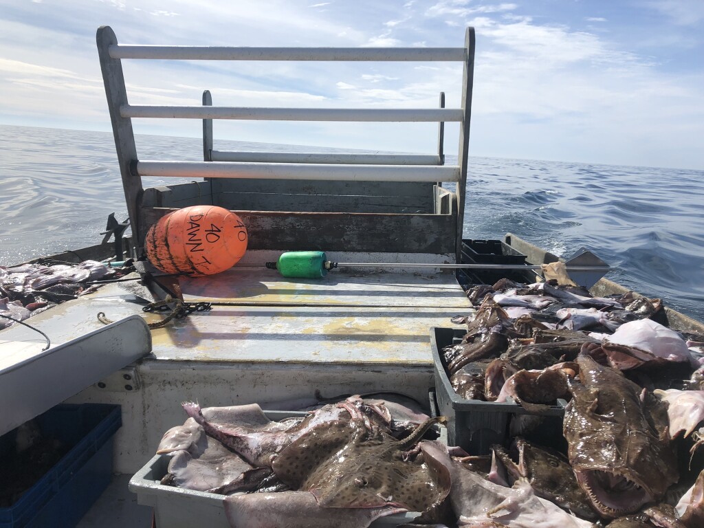 Monkfish