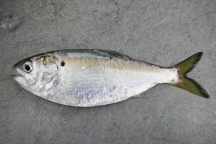 Menhaden. Photo courtesy of Virginia Institute