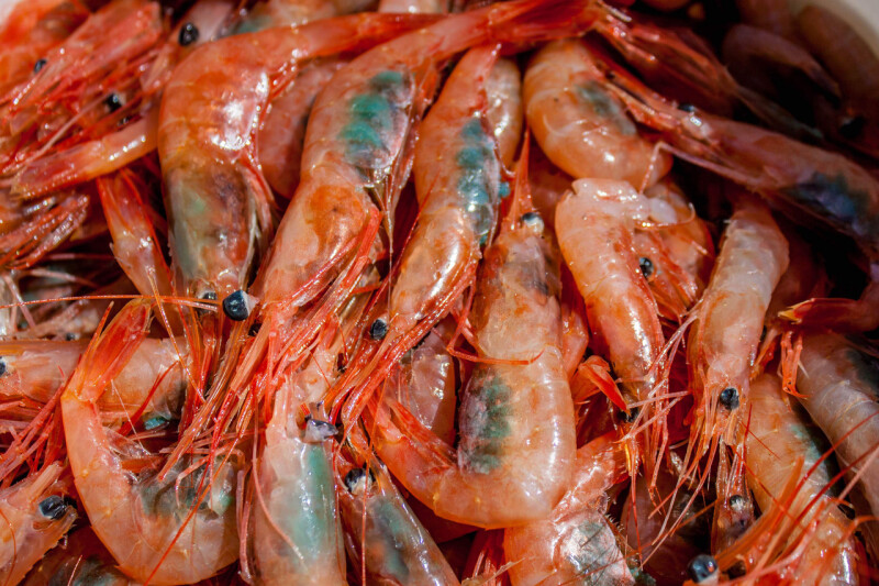 Pink shrimp. Courtesy of NOAA Fisheries