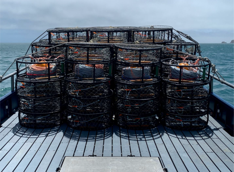 California fishery trials ‘whale-safe’ crab gear with big results