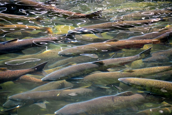 2024 a tough year for Kodiak salmon fleet | National Fisherman