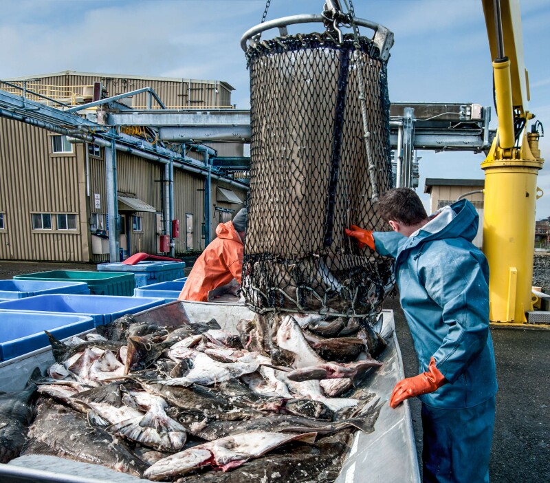 Halibut quota hits record low as fishermen compete for shrinking catch