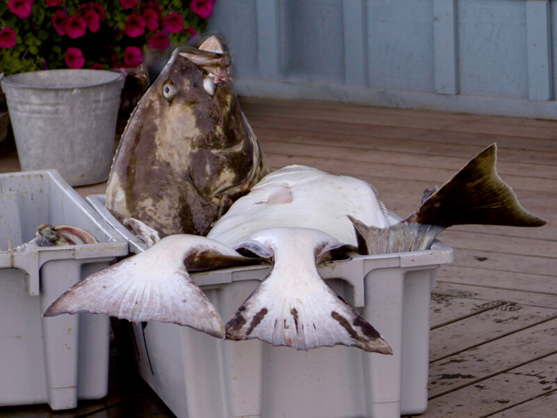 Five Alaska harvesters charged in halibut fishing conspiracy