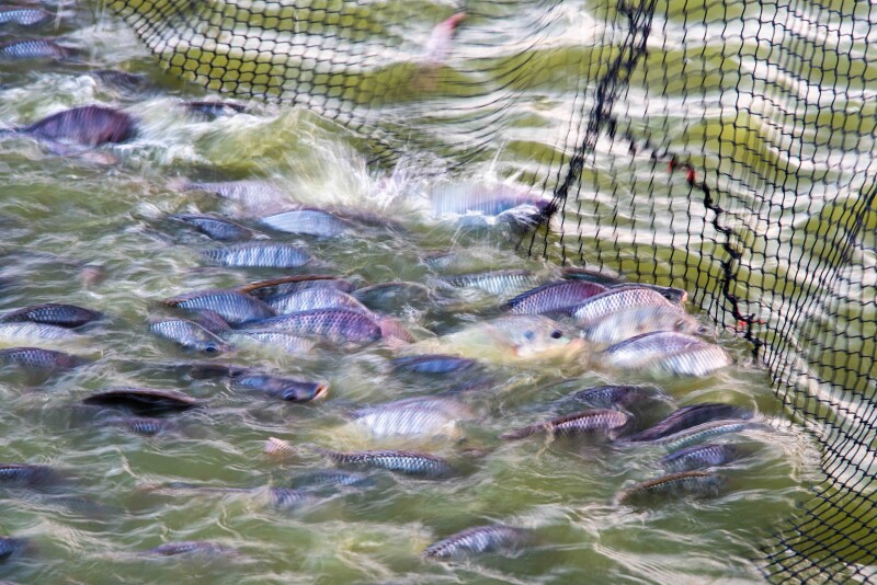 Fishermen, aquaculture producers, and others launch battle against MARA Act