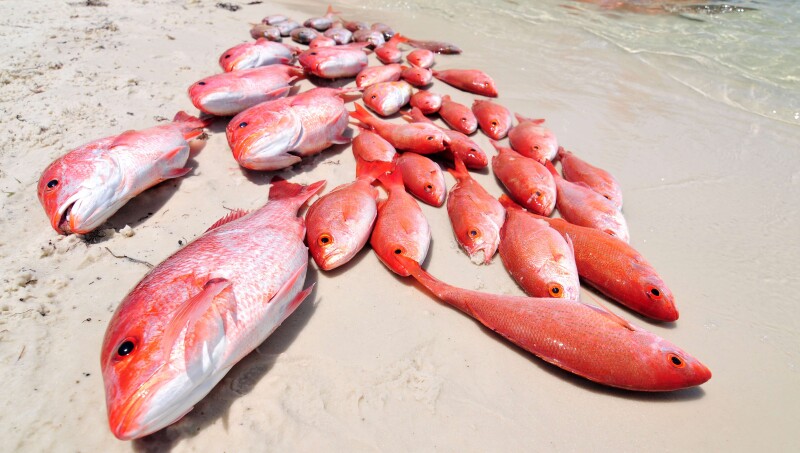 Commercial fleet pushes back on Florida’s red snapper bid