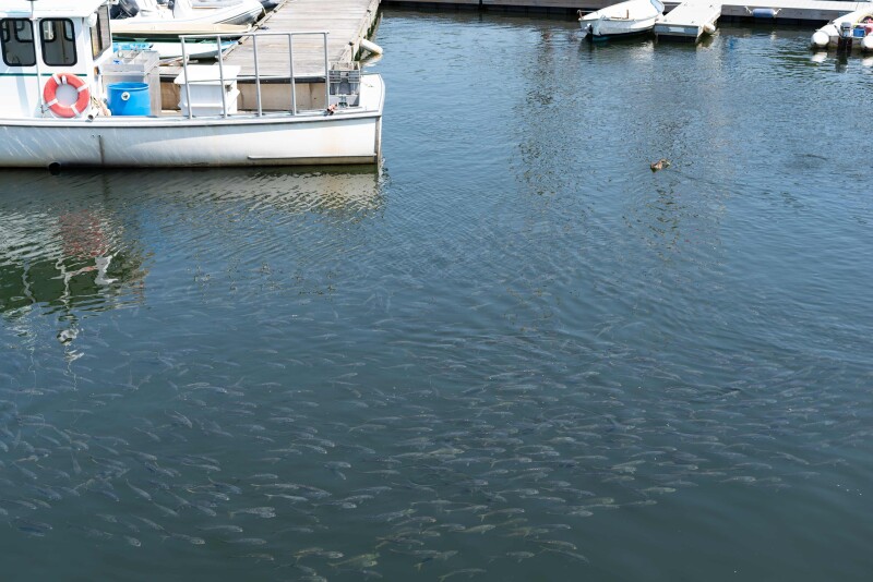 Menhaden coalition pushes back on claims tied to Mid-Atlantic fish wash-up