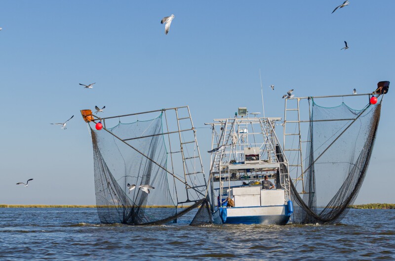 Genetic testing shows shrimp fraud in Wilmington restaurants