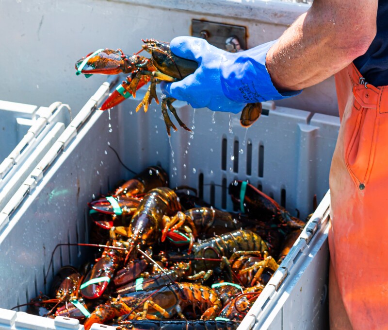 Lobster gauge increase delayed: Maine lobstermen relieved | National ...