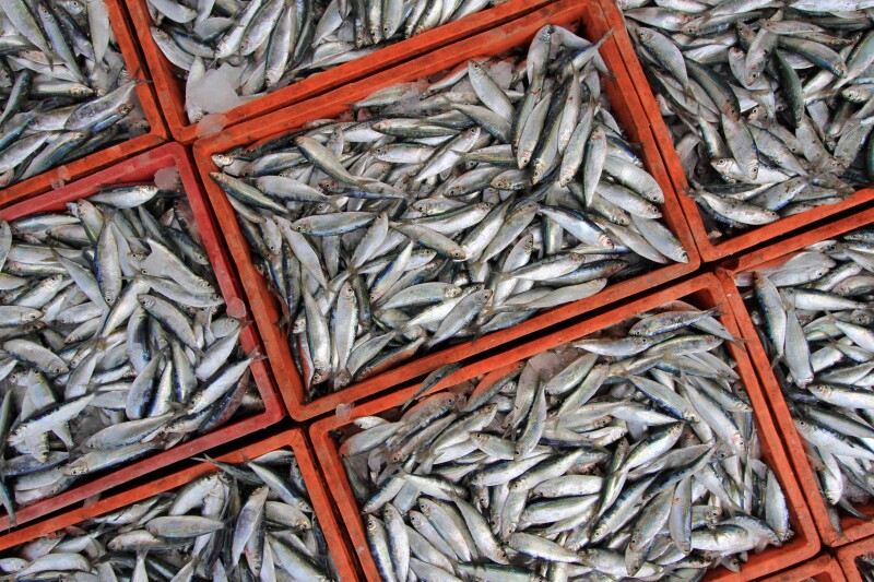 Congress wants unsafe seafood imports destroyed