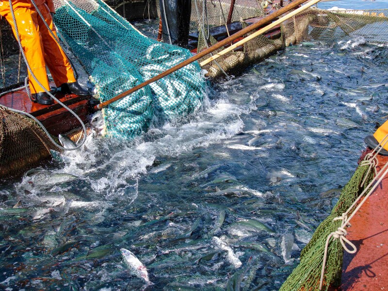Proposed electronic reporting requirement for commercial fishing logbooks