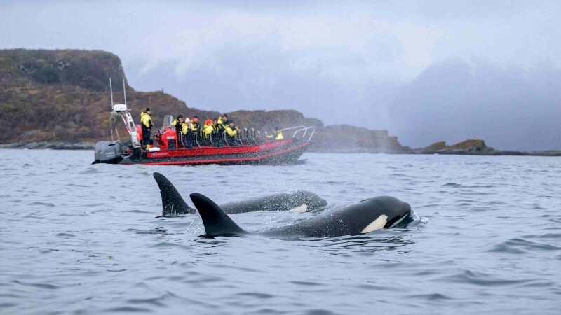 Study: Southern Alaska orca diet shifts across foraging hotspots