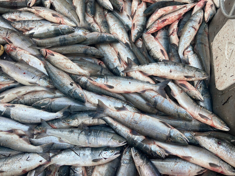 Wild Alaska salmon prices holding their own in retail markets