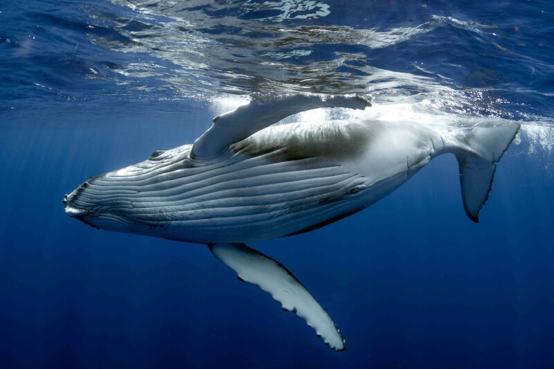 Young entangled humpback whale euthanized on Oregon coast