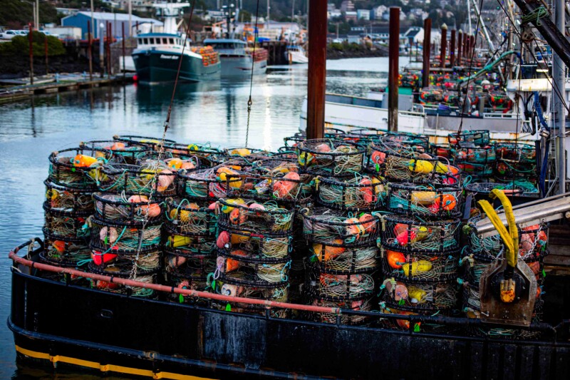 Oregon seeks input on Dungeness crab rule changes