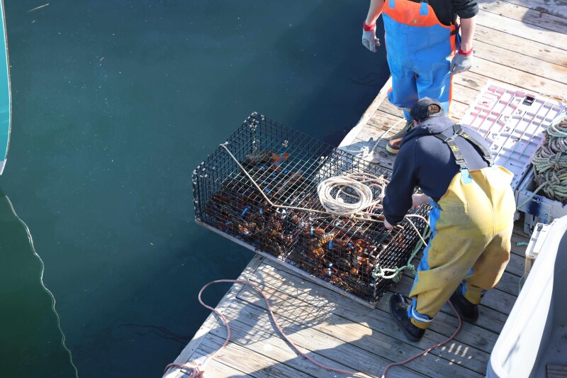 Maine Lobster Week returns to celebrate fishery