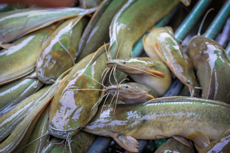 LDWF cites two for alleged unlicensed catfish sales in St. Charles Parish